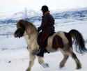 horse1.JPG (41060 bytes)