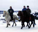 horses2.JPG (48498 bytes)